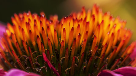 Close up shot of Cone flower detailsの写真素材