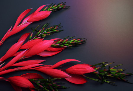 Blooming branch of bilbergia with red flowers on a black backgroundの写真素材