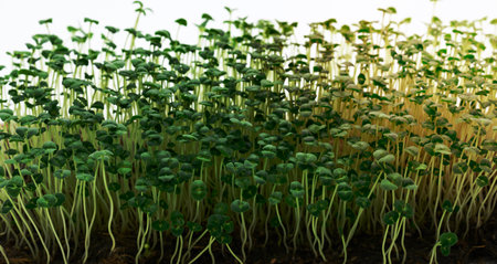 chia sprouts with green leaves on white background, microgreen. Additive to salads and drinks, detoxの写真素材