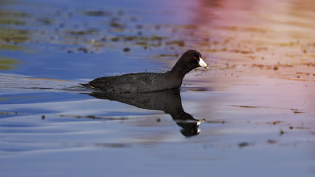Close up view of Common coot in the lake.の写真素材
