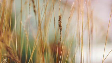 Close up shot of tall dry grass with selective focusの写真素材