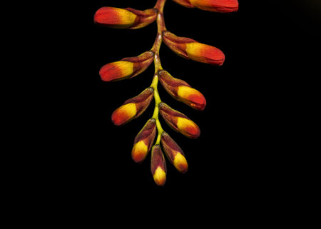 Close up shot of Crocosmia flower buds on back backgroundの写真素材