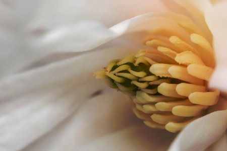 Close up shot of internal details of white Magnolia flower..の写真素材