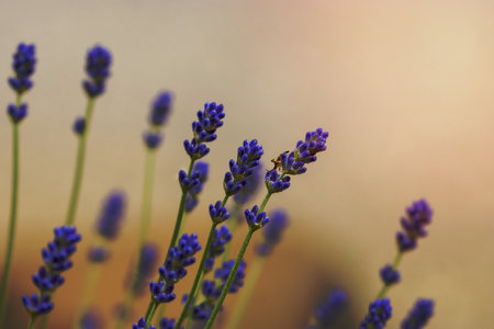 Close up shot of lavender flowers, selective focusの写真素材