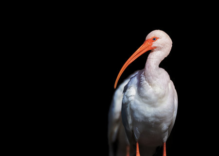 Close up view of White Ibis bird against black background.の写真素材
