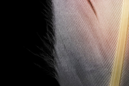 Close up shot of feather on black backgroundの写真素材