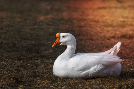 Close up shot of white wild goose in the farm .の写真素材
