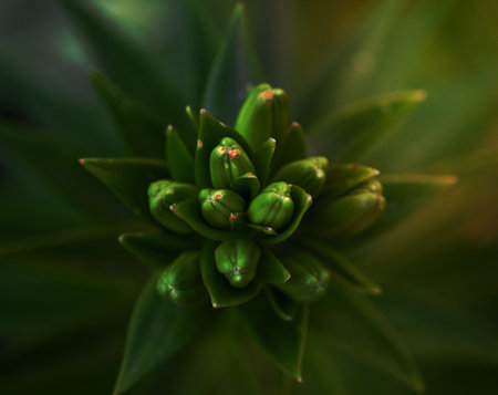green leaves and unbroken buds of a lily, top view, green backgroundの写真素材
