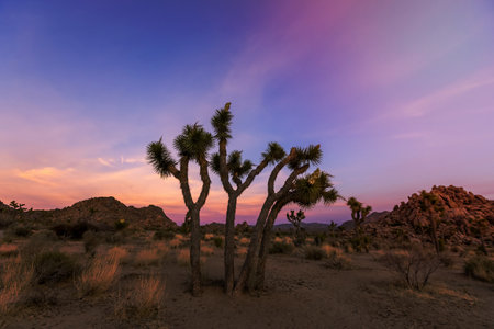 Tall Joshua tree at Joshua tree national park in South West California shot during twilight hours.の写真素材