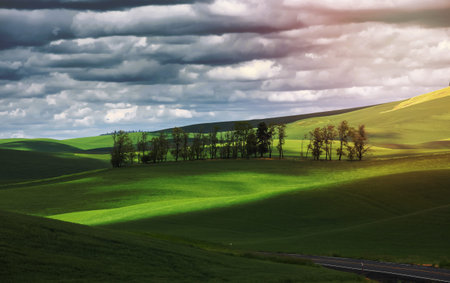 Row of trees in the middle of wheat fields on rolling hills near Palouse, Washington.の写真素材