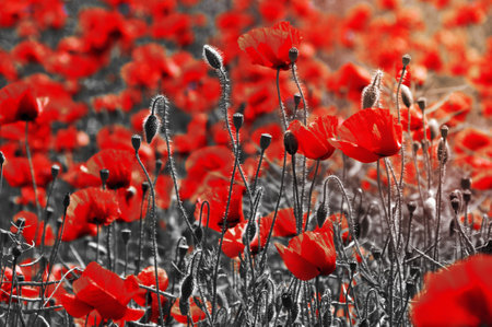 Poppy field, vintage toningの写真素材
