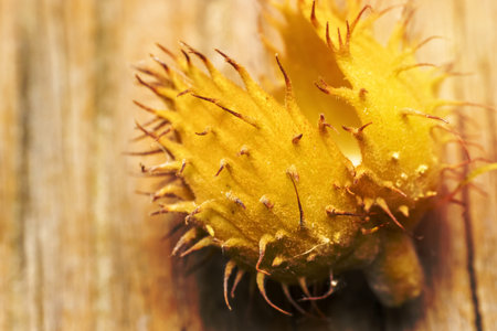 Shell of annatto, lipstick plant close up shotの写真素材