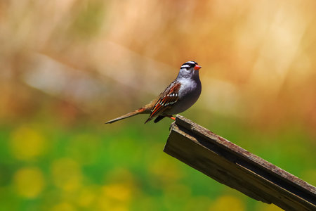 White crowned sparrow on a wooden postの写真素材