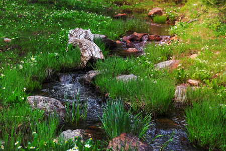 Water stream flowing to Crystal lake in Wasatch national forest in Utah, through lush green meadow with rocks and wild flowers .の写真素材