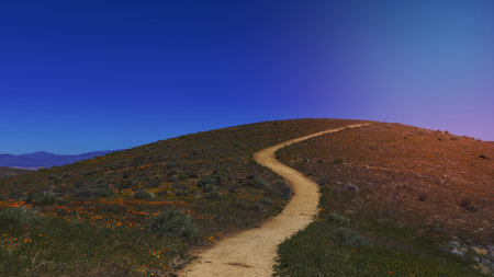 Winding parth to top of the hill in Antelope valley surrounded with poppy fields .の写真素材