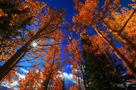 Tall colorful aspen trees reaching blue sky in autumn timeの写真素材