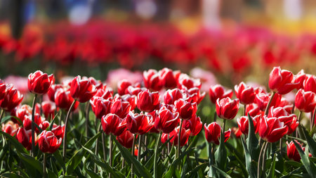 Row of pink Tulip flowers in the farm at Holland, Michigan during spring time.の写真素材