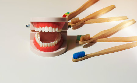 plastic model of a human jaw with white teeth and wooden toothbrush on a white background, oral hygieneの写真素材
