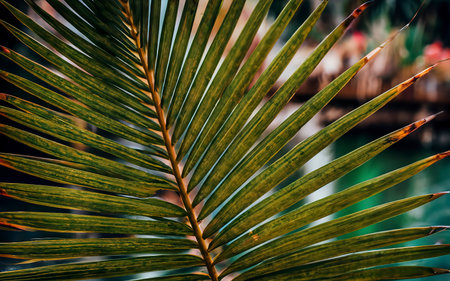 Tropical palm leaf with colorful backgroundの素材