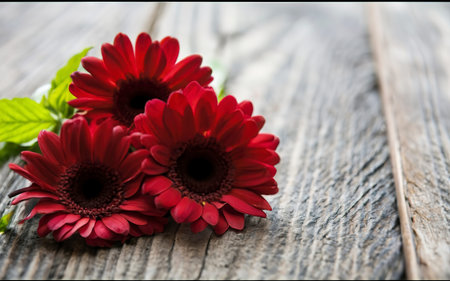 red gerbera flowers on wooden backgroundの素材
