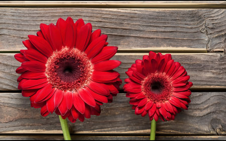 red gerbera flowers on wooden backgroundの素材