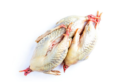 Farm eco friendly raw quails ready for cooking. Isolated on white backgroundの素材