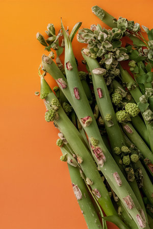 Natural plant assortment on monochromatic backgroundの素材