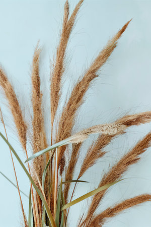 Minimalist arrangement of natural plantの素材