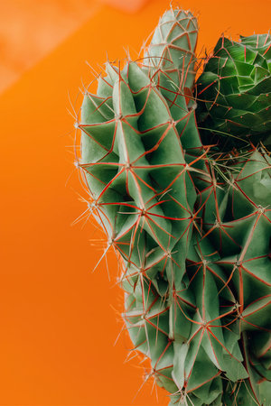 Natural plant assortment on monochromatic backgroundの素材