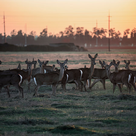 A herd of deer in a fieldの素材