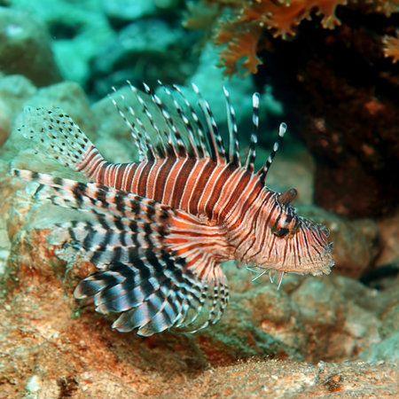 the distinctive fins and striped on a lion fishの素材