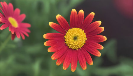 colorful daisyの素材