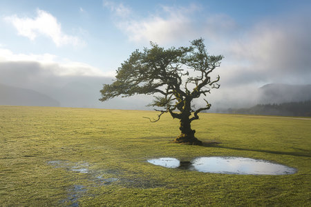A photo of a single tree standing tall on a lush green grass fieldの写真素材