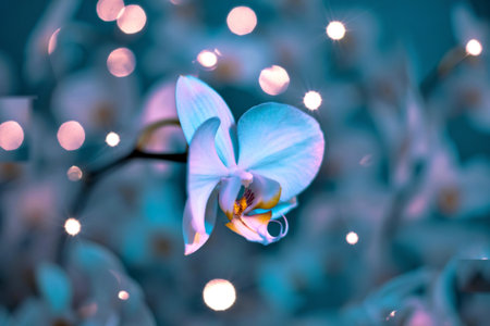A single white orchid blooms in soft focus, illuminated by gentle, glowing bokeh lights. The background is a dreamy blur of cool teal and soft pink.の写真素材