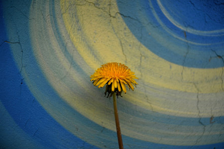 Single dandelion against blue and yellow wallの写真素材