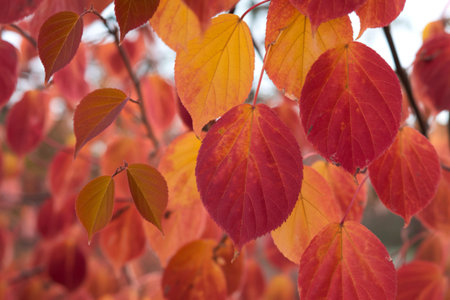 Close-up view of a branch showcasing a variety of autumn leaves in shades of red, orange, and yellow. The leaves exhibit intricate veining and textures.の写真素材