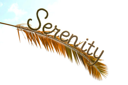 A single, golden palm frond extends from the left side of the frame. The word 'Serenity' is written in fuzzy, textured letters across the frond against a bright, white sky with faint clouds.の写真素材