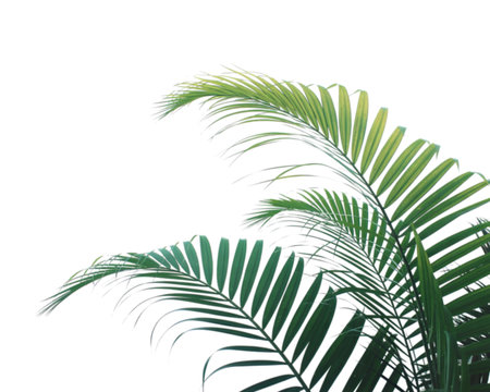 Close-up view of lush green palm leaves unfurling and curving against a clean, bright white backdrop. The fronds showcase their delicate structure and vibrant color.の写真素材