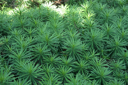 A close-up view of numerous star-shaped clusters of needle-like green leaves forming a dense carpet. Sunlight filters through, highlighting the texture and pattern.の写真素材