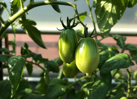 Close-up view of two oval green Roma tomatoes growing on a plant. Sunlight illuminates the smooth skin of the tomatoes, highlighting their developing form.の写真素材
