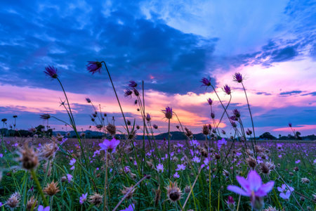 Sunset of the grass flower field in the blue sky nature Landscape of winter meadow of Thailandの写真素材