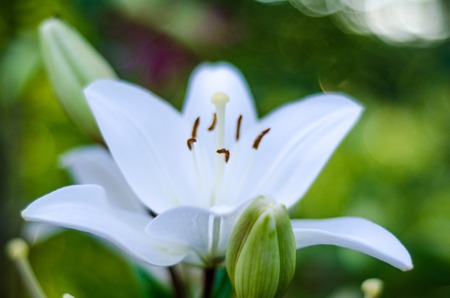 White lilly flower with nice depth of fieldの写真素材