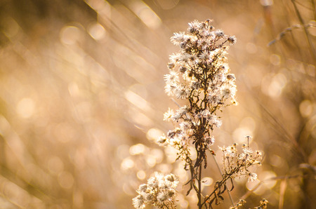 A dried up close-up thistle in the winter monthsの写真素材