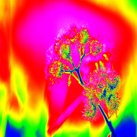 Infrared macro flower