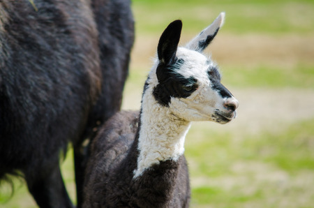 Close up young lama on grassの写真素材
