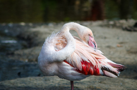 Close-up pink flamingo portrait. Wildlife bird.の写真素材