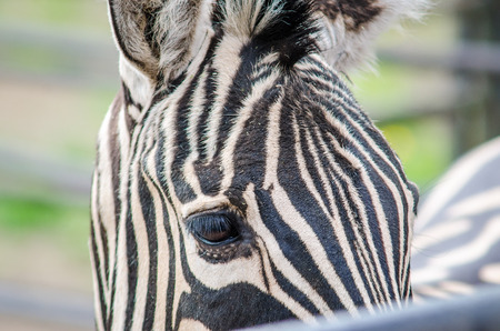 Black and white close up zebra headの写真素材