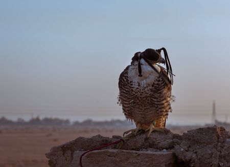 Falcon Eagle eyes covered sitting on stone surface in desert hot climate at Kuwait desertの写真素材