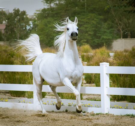 Arabian horse in a white colour running and practicing in a paddock which has white fences.の写真素材
