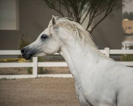 White Arabian horse side face portrait while running inside the paddock of Bait Al Arab, Kuwait.の写真素材